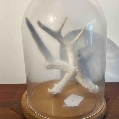 Sale Photo Thumbnail #557: Pair Intertwined Deer Antlers in Cloche