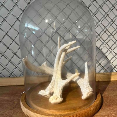 Sale Photo Thumbnail #392: Shed Deer Antlers in Glass Cloche