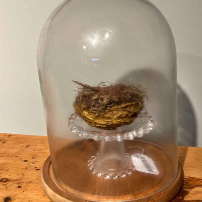 Sale Photo Thumbnail #465: Bird Nest & Scaly Specimen Glass Cloche