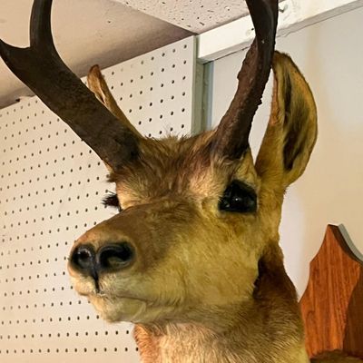 Sale Photo Thumbnail #598: Pronghorn Antelope Shoulder Mount