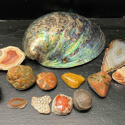Sale Photo Thumbnail #119: 13 Natural History Shells & Fossils