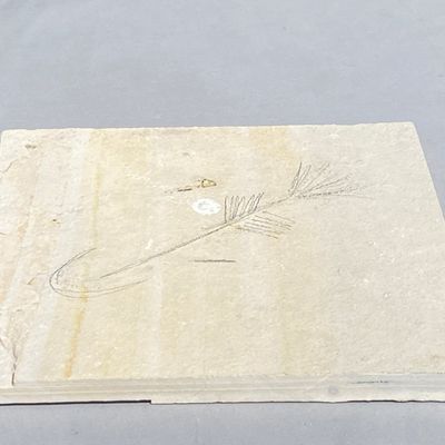 Sale Photo Thumbnail #24: Fish, Fossil, Rock, Collectible, Specimen, Green River Formation