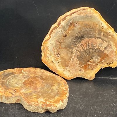 Sale Photo Thumbnail #180: Petrified Wood, Fossil, Rock, Collectible, Decor,