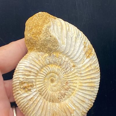 Sale Photo Thumbnail #177: Ammonite, Fossil, Rock, Collectible, Specimen
