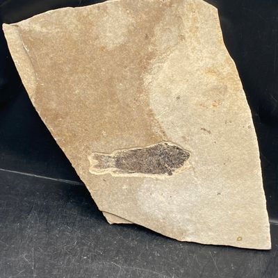 Sale Photo Thumbnail #174: Fish, Fossil, Rock, Collectible, Specimen, Green River Formation