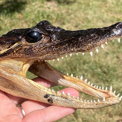 Sale Photo Thumbnail #145: Alligator, Taxidermy, Collectible, Specimen