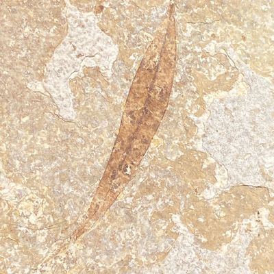 Sale Photo Thumbnail #123: Leaf, Fossil, Rock, Collectible, Specimen, Green River Formation