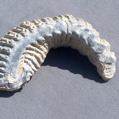 Sale Photo Thumbnail #56: Clam, Fossil, Rock, Collectible, Specimen