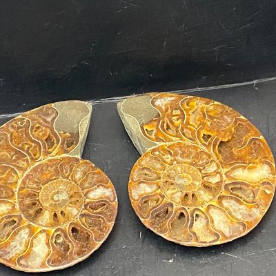 Sale Photo Thumbnail #197: Ammonite, Fossil, Rock, Collectible, Specimen