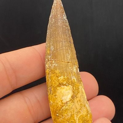 Sale Photo Thumbnail #210: Fossil, Dinosaur, Tooth, Collectible, Specimen