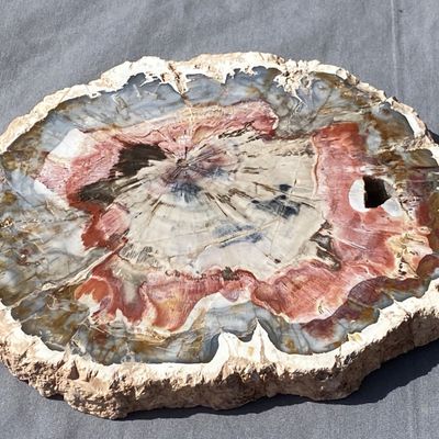 Sale Photo Thumbnail #151: Petrified Wood, Fossil, Rock, Collectible, Decor,