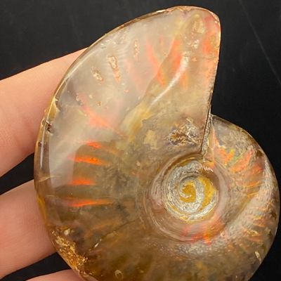 Sale Photo Thumbnail #181: Ammonite, Fossil, Rock, Collectible, Specimen