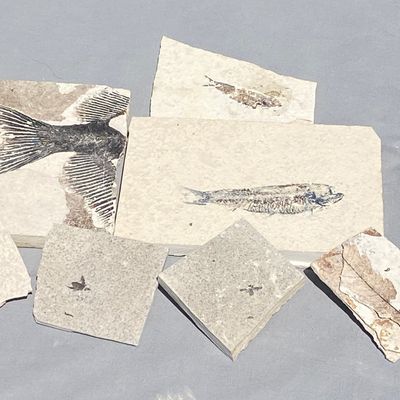 Sale Photo Thumbnail #208: Fish, Fossil, Rock, Collectible, Specimen, Green River Formation