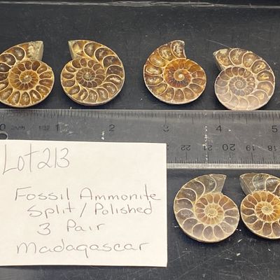 Sale Photo Thumbnail #213: Ammonite, Fossil, Rock, Collectible, Specimen