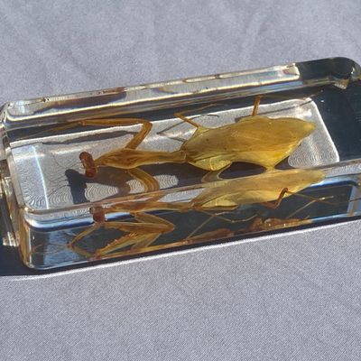 Sale Photo Thumbnail #62: Paperweight, Acrylic, Mantis, Insect, Collectible