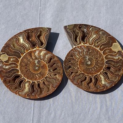 Sale Photo Thumbnail #149: Ammonite, Fossil, Rock, Collectible, Specimen