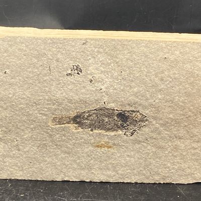 Sale Photo Thumbnail #290: Fish, Fossil, Rock, Collectible, Specimen, Green River Formation
