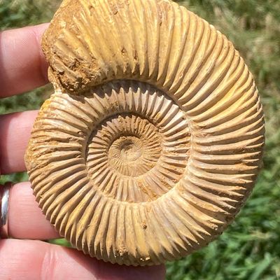 Sale Photo Thumbnail #55: Ammonite, Fossil, Rock, Collectible, Specimen