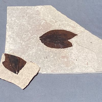 Sale Photo Thumbnail #120: Leaf, Fossil, Rock, Collectible, Specimen, Green River Formation