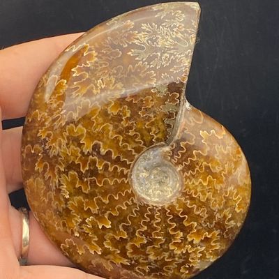 Sale Photo Thumbnail #178: Ammonite, Fossil, Rock, Collectible, Specimen