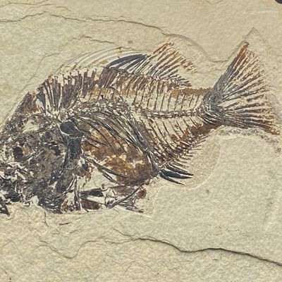 Sale Photo Thumbnail #172: Fish, Fossil, Rock, Collectible, Specimen, Green River Formation