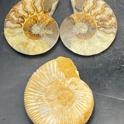 Sale Photo Thumbnail #295: Ammonite, Fossil, Rock, Collectible, Specimen