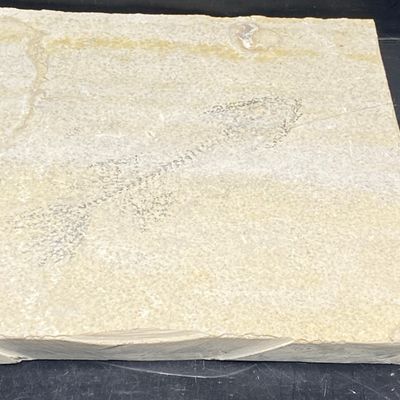 Sale Photo Thumbnail #287: Fish, Fossil, Rock, Collectible, Specimen, Green River Formation