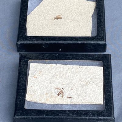 Sale Photo Thumbnail #43: Fossil, Rock, Collectible, Specimen, Insect, Green River Formation