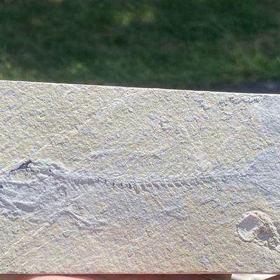 Sale Photo Thumbnail #54: Fish, Fossil, Rock, Collectible, Specimen, Green River Formation