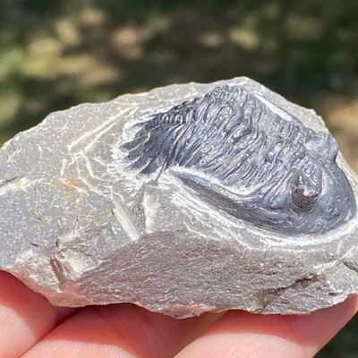 Sale Photo Thumbnail #119: Trilobite, Fossil, Rock, Collectible, Specimen