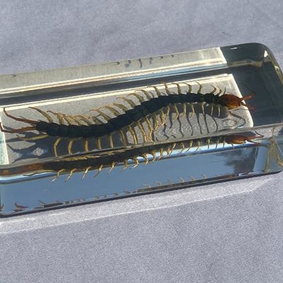 Sale Photo Thumbnail #60: Paperweight, Acrylic, Centipede, Insect, Collectible
