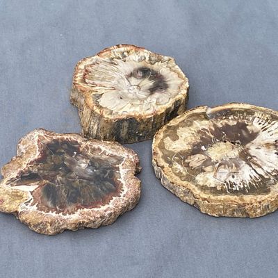 Sale Photo Thumbnail #162: Petrified Wood, Fossil, Rock, Collectible, Decor,