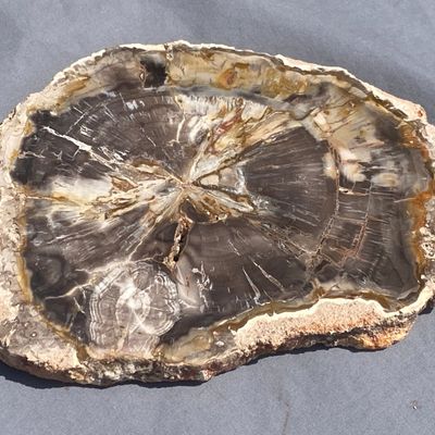 Sale Photo Thumbnail #57: Petrified Wood, Fossil, Rock, Collectible, Decor,