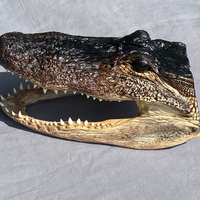 Sale Photo Thumbnail #40: Alligator, Taxidermy, Collectible, Specimen