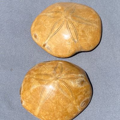 Sale Photo Thumbnail #118: Sand Dollar, Fossil, Rock, Collectible, Specimen