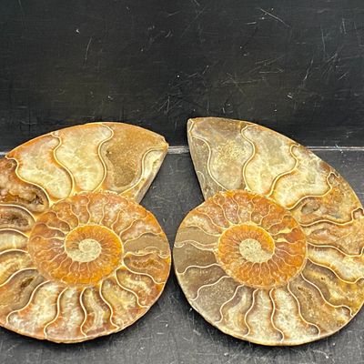 Sale Photo Thumbnail #176: Ammonite, Fossil, Rock, Collectible, Specimen