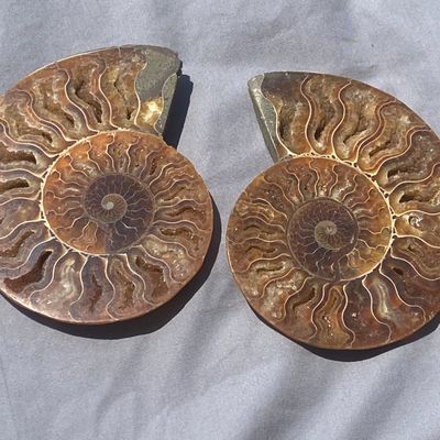 Sale Photo Thumbnail #26: Ammonite, Fossil, Rock, Collectible, Specimen