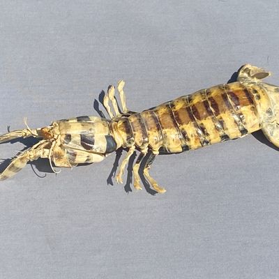 Sale Photo Thumbnail #2: Shrimp, Taxidermy, Collectible, Specimen