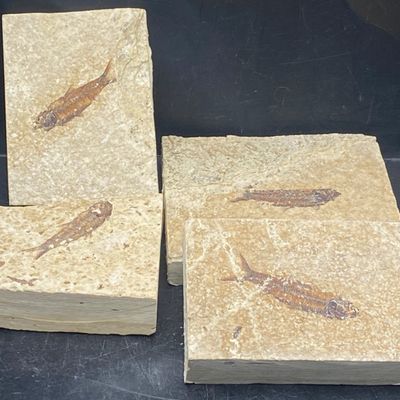 Sale Photo Thumbnail #292: Fish, Fossil, Rock, Collectible, Specimen, Green River Formation