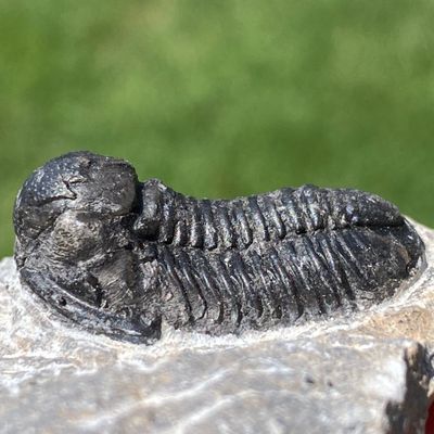Sale Photo Thumbnail #10: Trilobite, Fossil, Rock, Collectible, Specimen