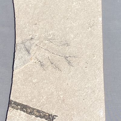 Sale Photo Thumbnail #3: Fish, Fossil, Rock, Collectible, Specimen, Green River Formation