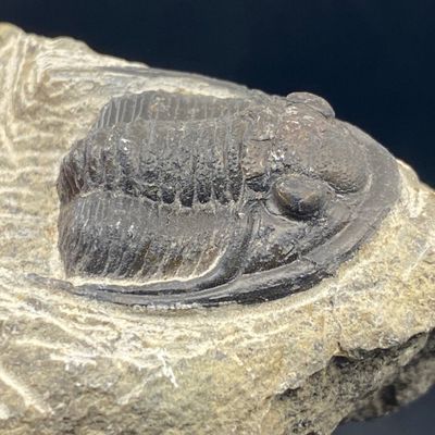 Sale Photo Thumbnail #183: Trilobite, Fossil, Rock, Collectible, Specimen