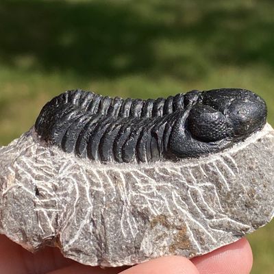 Sale Photo Thumbnail #39: Trilobite, Fossil, Rock, Collectible, Specimen
