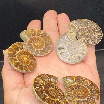 Sale Photo Thumbnail #289: Ammonite, Fossil, Rock, Collectible, Specimen