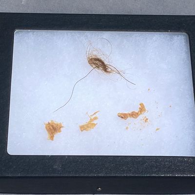 Sale Photo Thumbnail #66: Mammoth, Fossil, Collectible, Specimen, Hair, Tissue