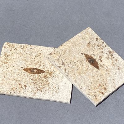 Sale Photo Thumbnail #121: Seed, Fossil, Rock, Collectible, Specimen, Green River Formation