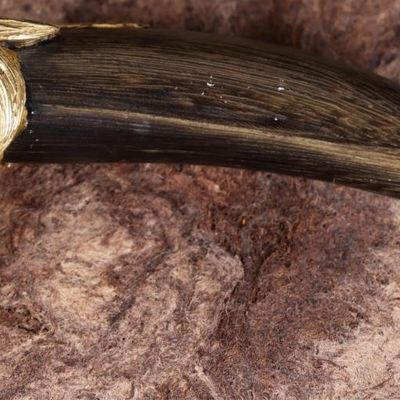 Sale Photo Thumbnail #217: 18K YELLOW GOLD MENS LION PENDANT W/ WOODEN CLAW