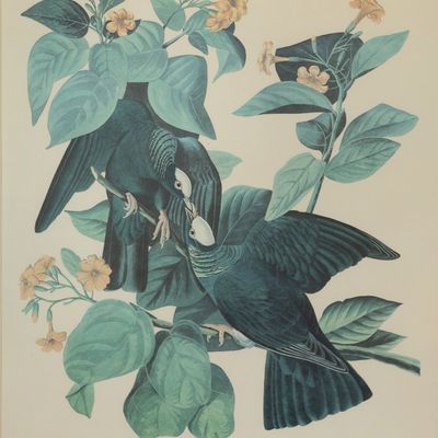After John James Audubon (French / American, 1785-1851) Offset Lithograph