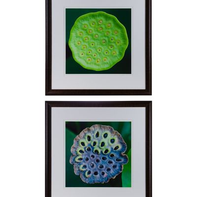 Alison Shaw (American, b.1954) 'Lotus Seed Pod' Photographic Prints