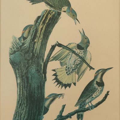 After John James Audubon (French / American, 1785-1851) Offset Lithograph
